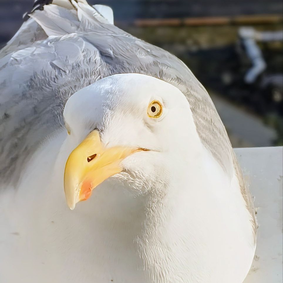 Аватар Grohiik