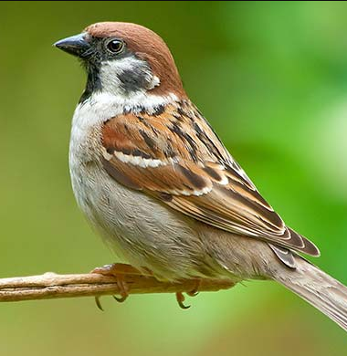 Аватар Vorobushe1k